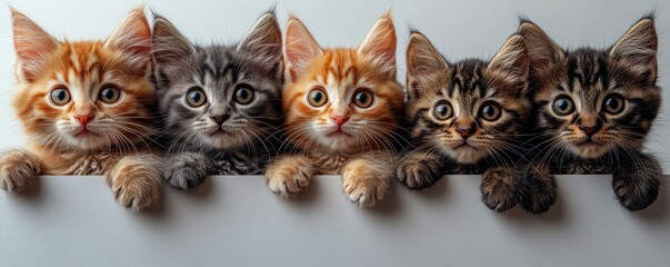 Kitten slide